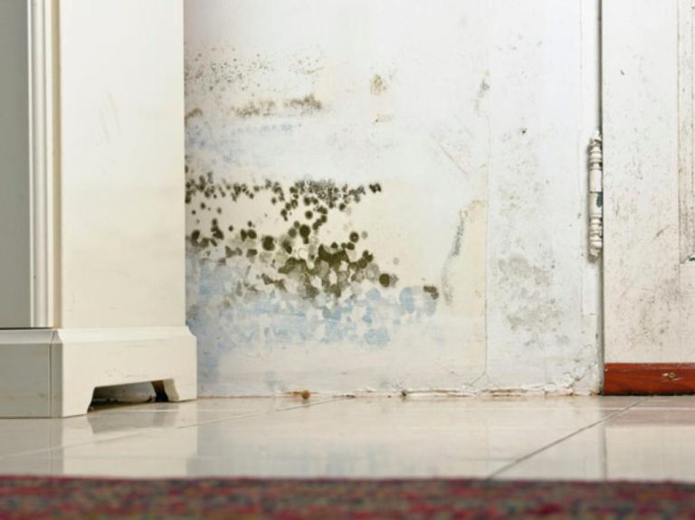 How to Remove Mold and Mildew on Your Walls